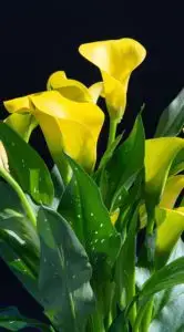 How Do You Revive A Dying Calla Lily