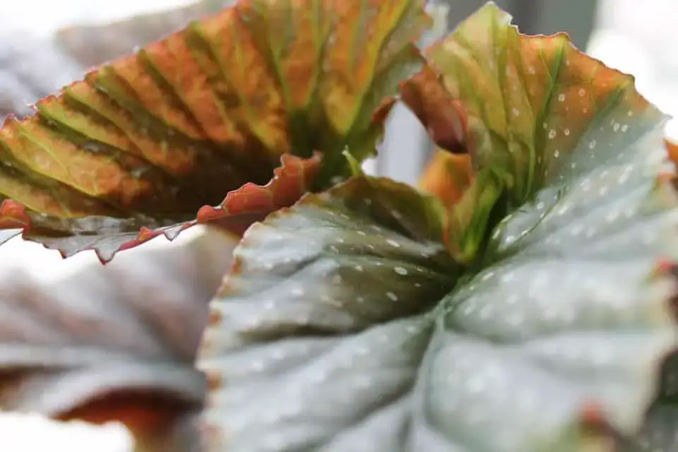 Prevent begonia drooping · trouble is often experienced · either when they are on the · immediately after they have · opened. Why Is My Angel Wing Begonia Drooping