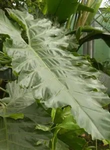 Long aerial roots help support . How Do You Care For A Philodendron Tiger Tooth