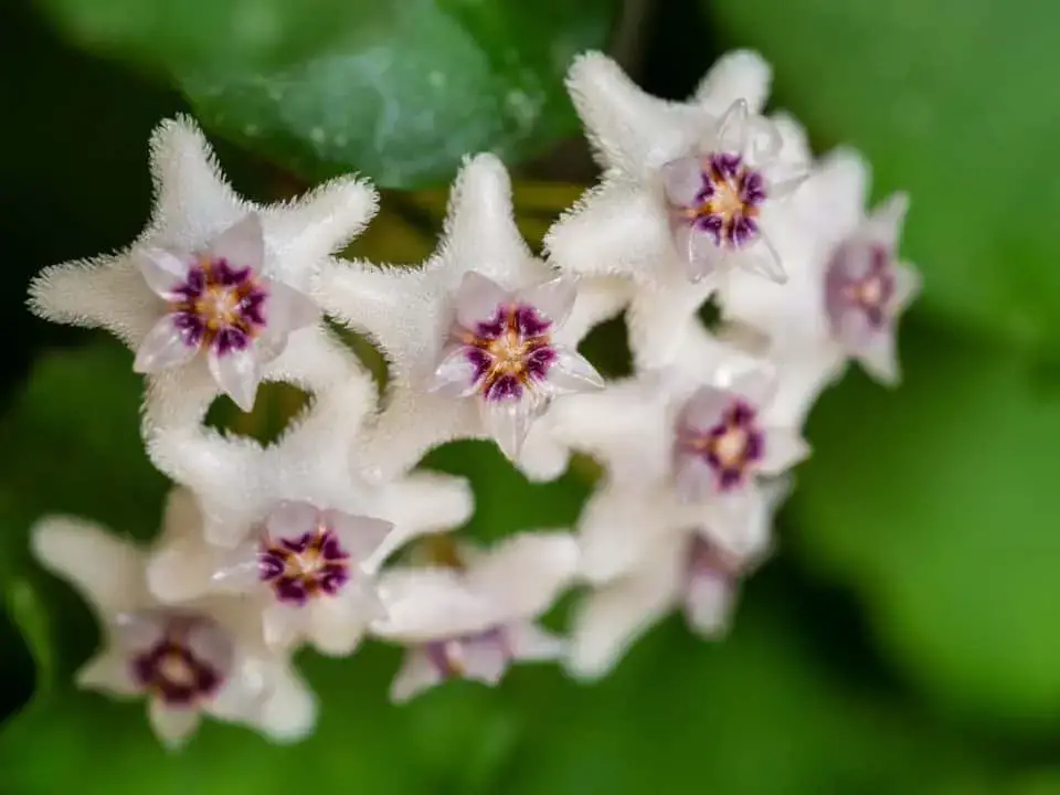 Several fungi can cause leaf spots. How To Treat A Hoya With Fungal Leaf Spots