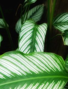 Here are some easy ways to . Why Are My Calathea Ornata Leaves Curling