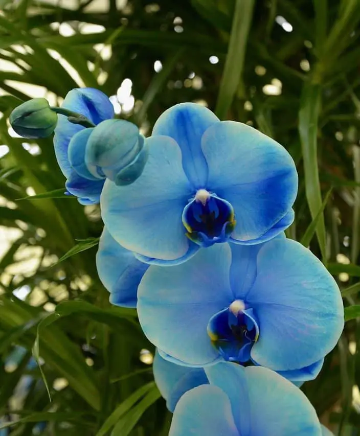 Are Blue Orchid Flowers Real? The Ultimate Guide