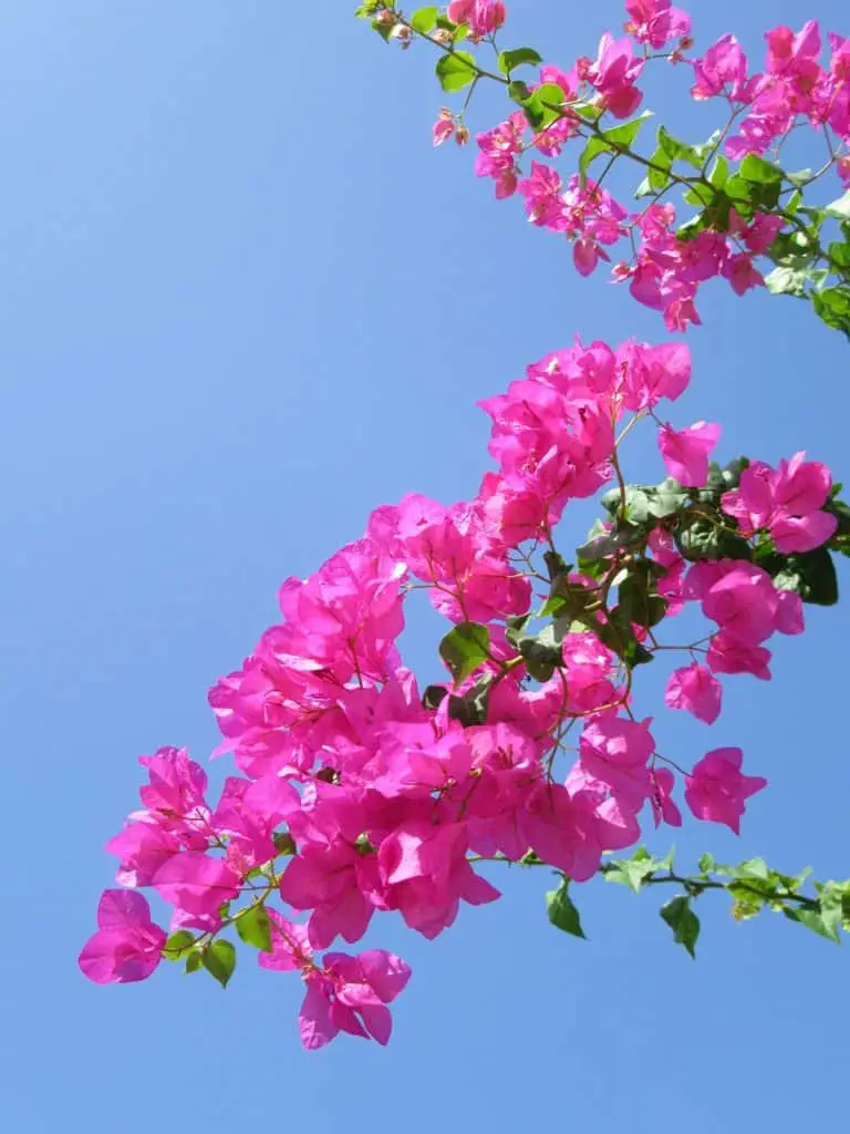 How to Keep Your Bougainvillea Blooming - Tips & Common Issues