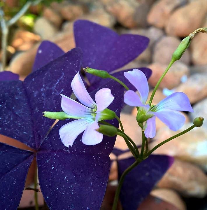 How To Fix Your Oxalis (Purple Shamrock) Problems