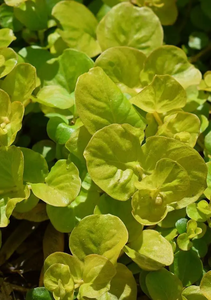 What Are Good Companion Plants For A Creeping Jenny?